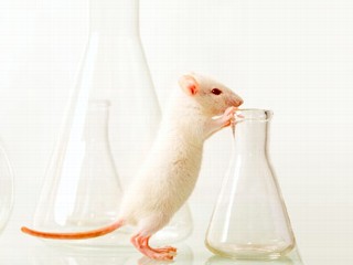 lab-rat1